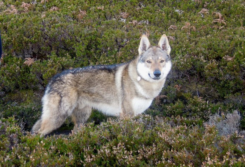 Dog Photo