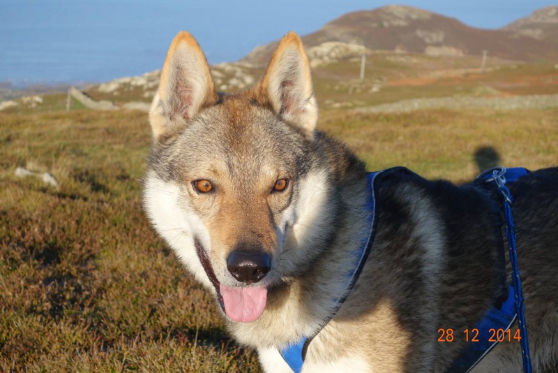 Dog Photo