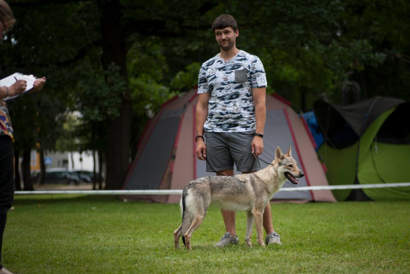 Dog Photo