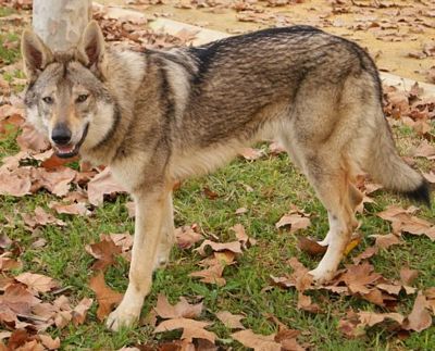 Dog Photo