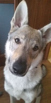 Dog Photo