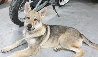 Dog Photo