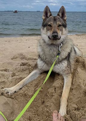 Dog Photo