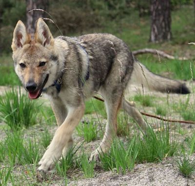 Dog Photo