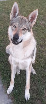 Dog Photo