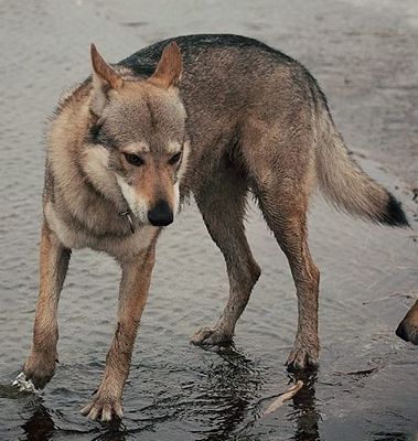 Dog Photo