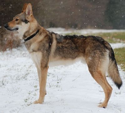 Dog Photo