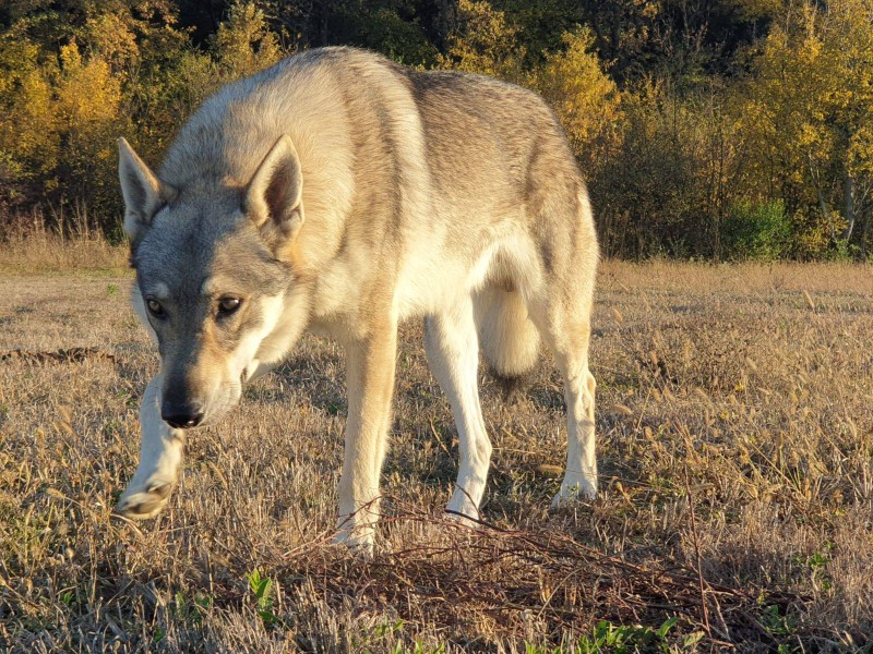 Dog Photo