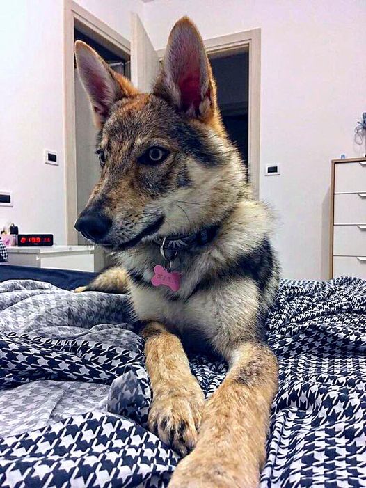 Dog Photo