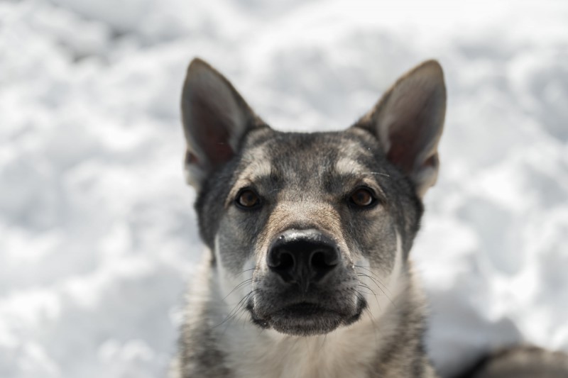 Dog Photo