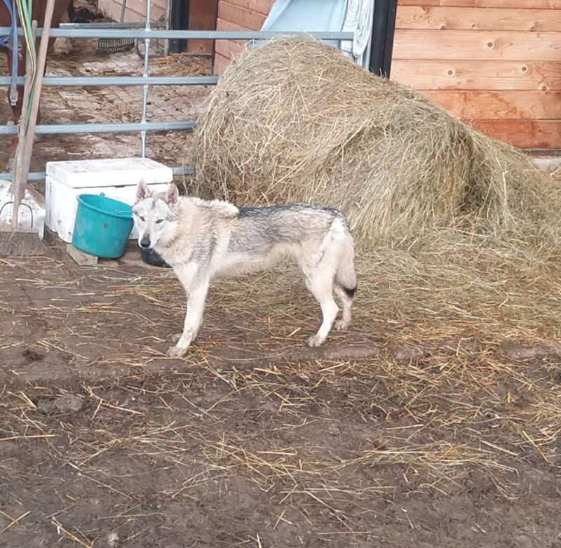 Dog Photo