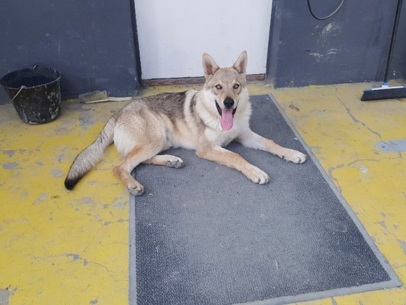 Dog Photo