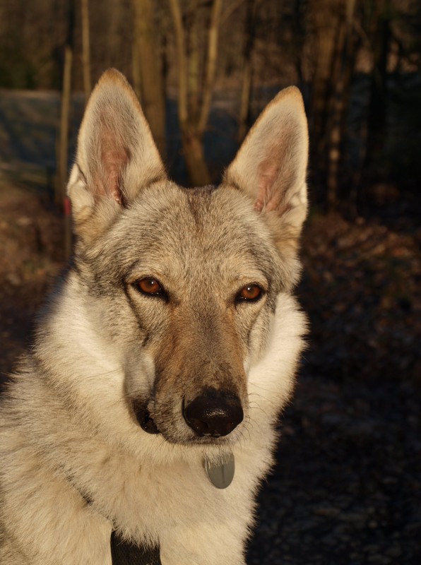 Dog Photo