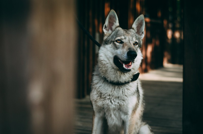 Dog Photo