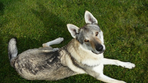 Dog Photo