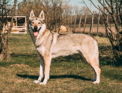 Dog Photo