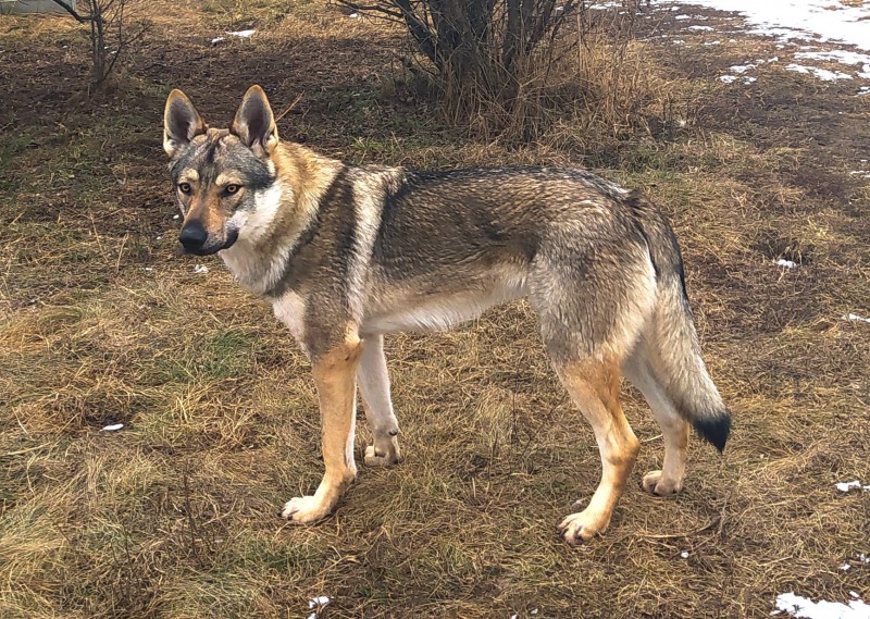 Dog Photo