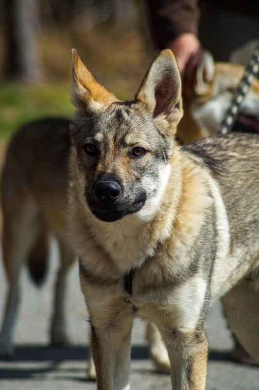 Dog Photo