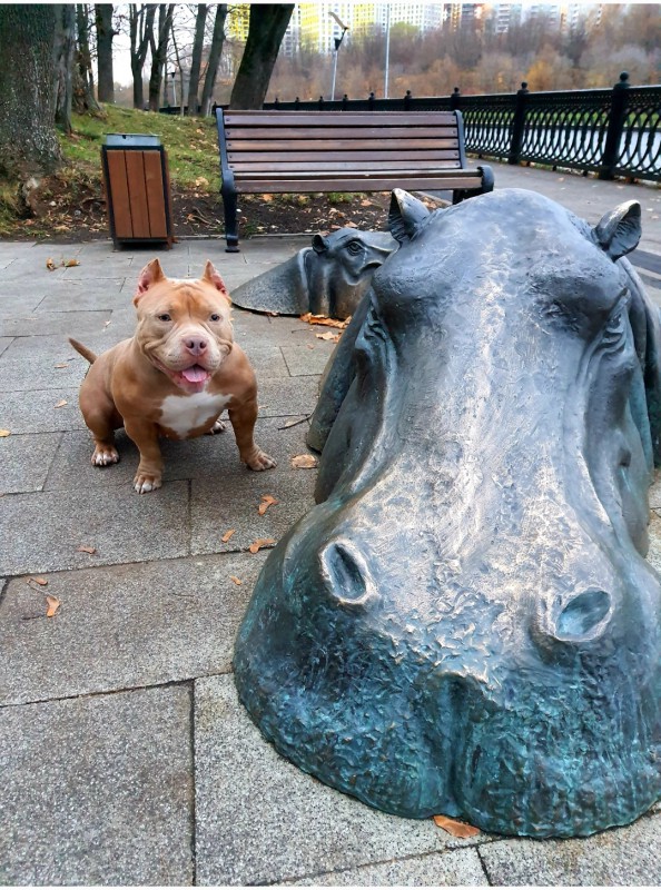 Dog Photo
