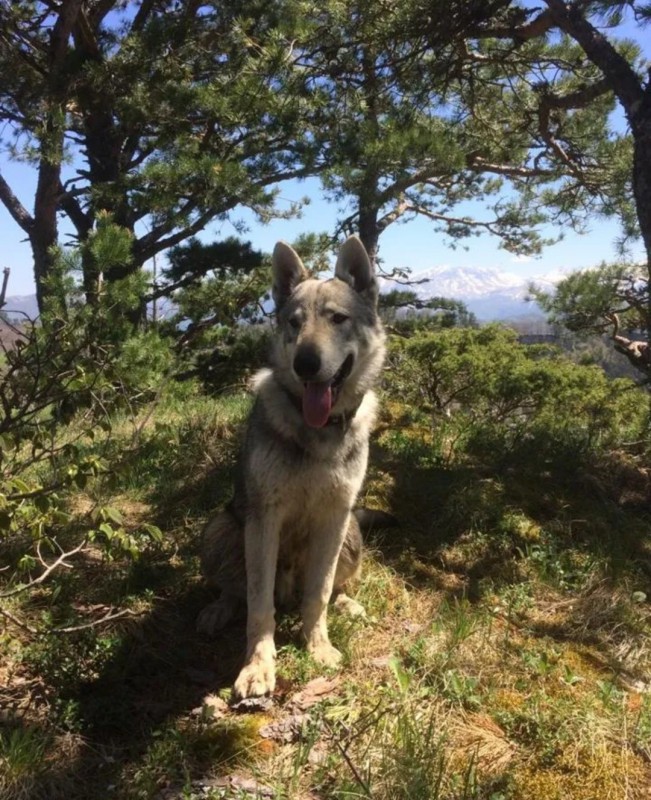 Dog Photo