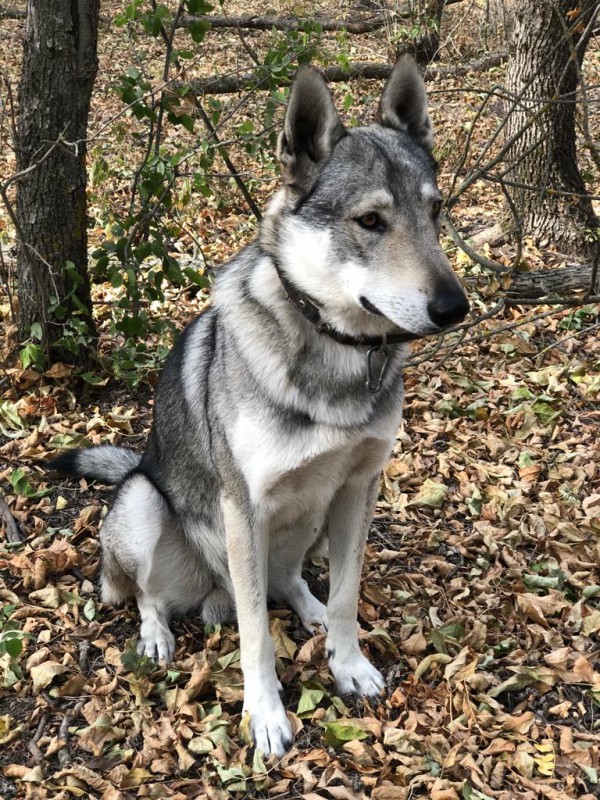 Dog Photo