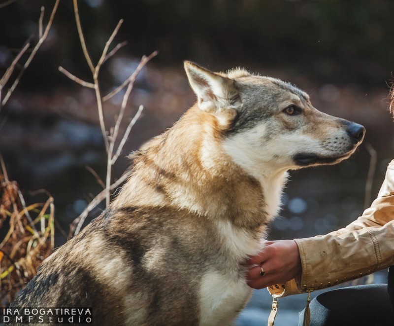 Dog Photo