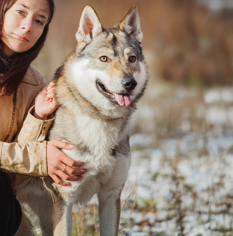 Dog Photo