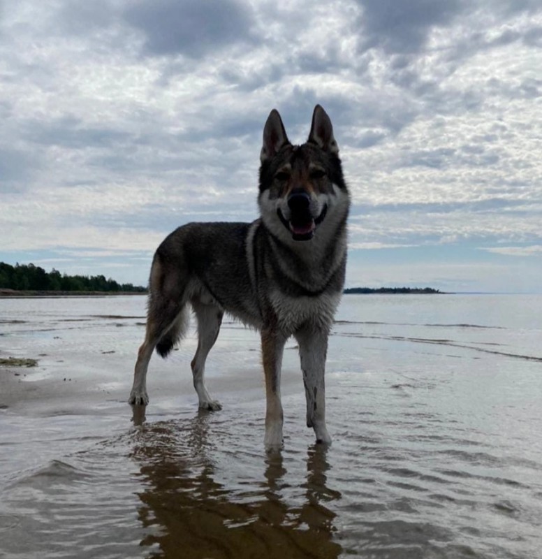 Dog Photo