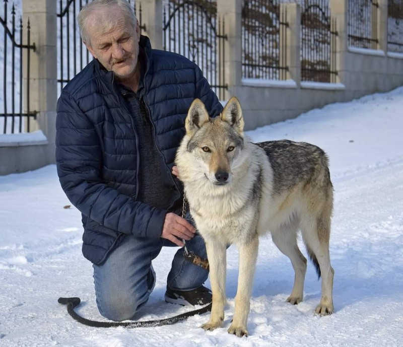 Dog Photo