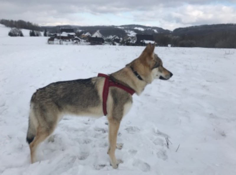 Dog Photo