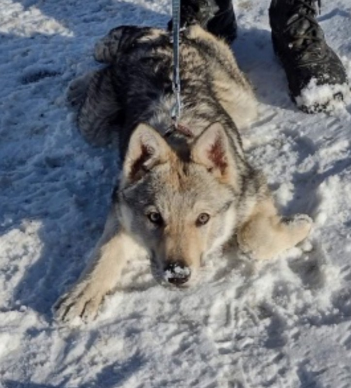 Dog Photo