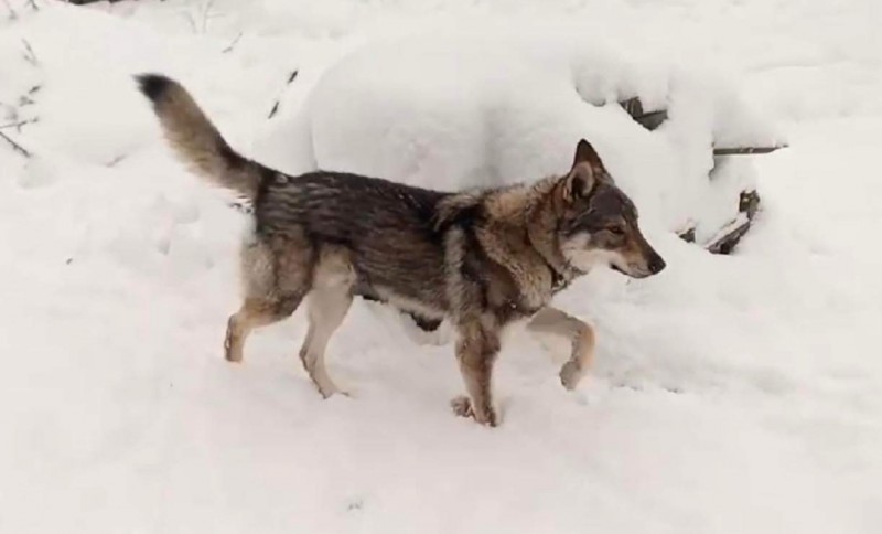 Dog Photo
