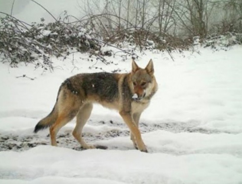 Dog Photo