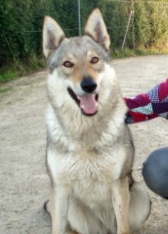 Dog Photo