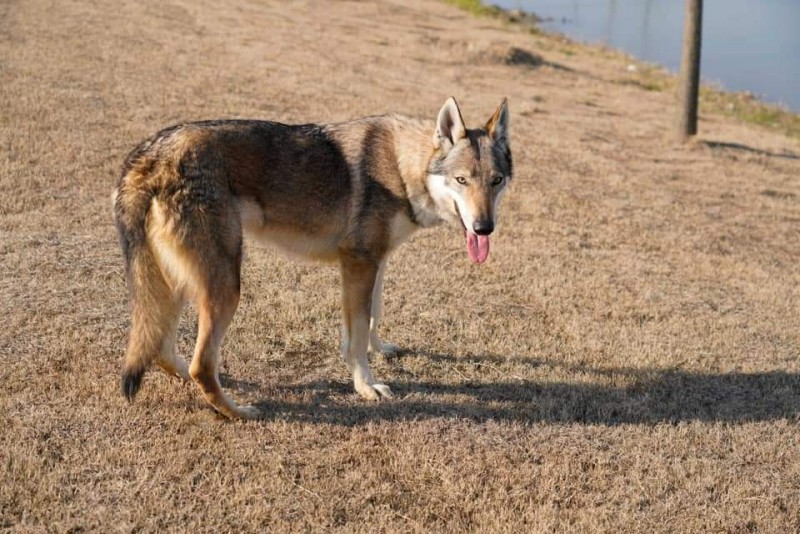 Dog Photo