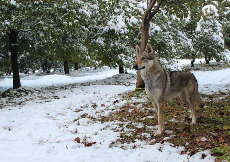 Dog Photo