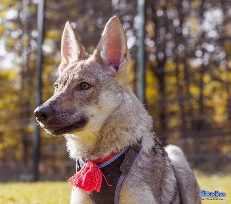 Dog Photo