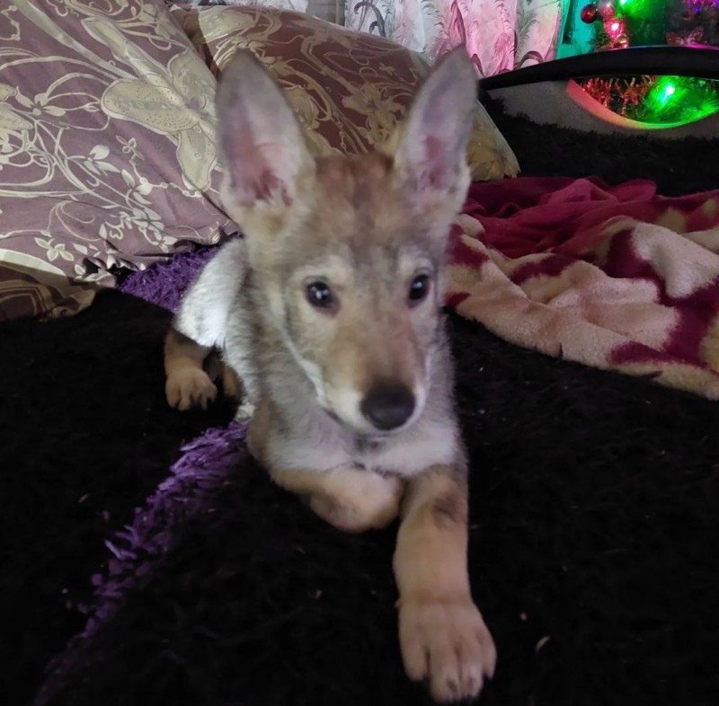 Dog Photo