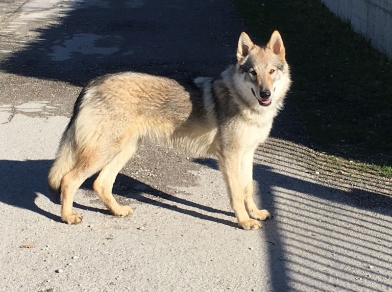 Dog Photo