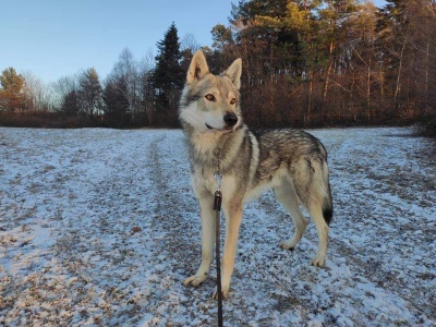 Dog Photo