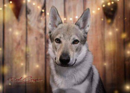 Dog Photo