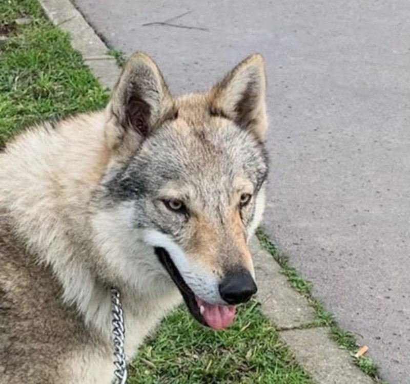 Dog Photo