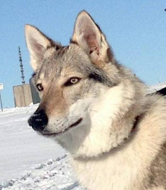 Dog Photo