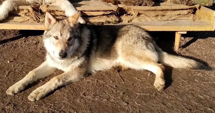 Dog Photo