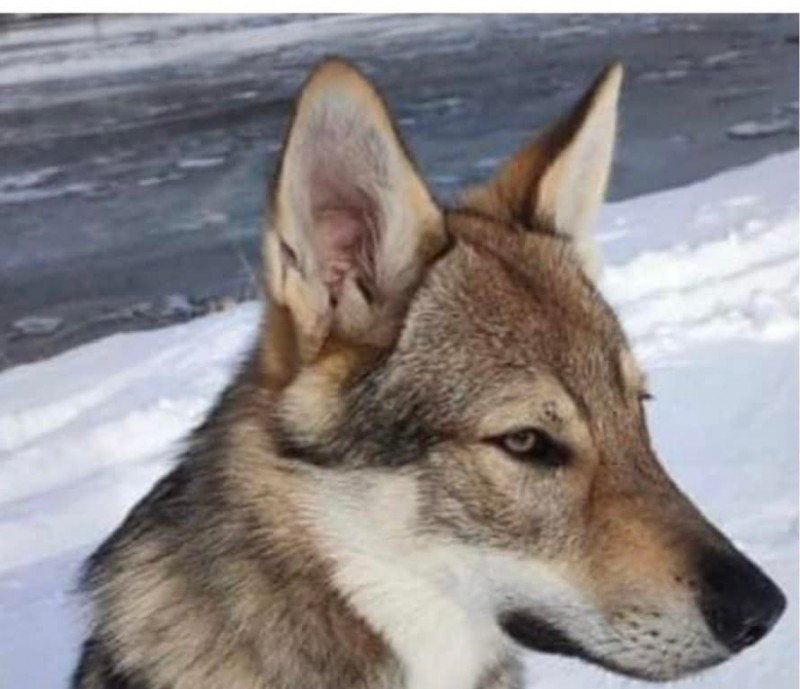 Dog Photo