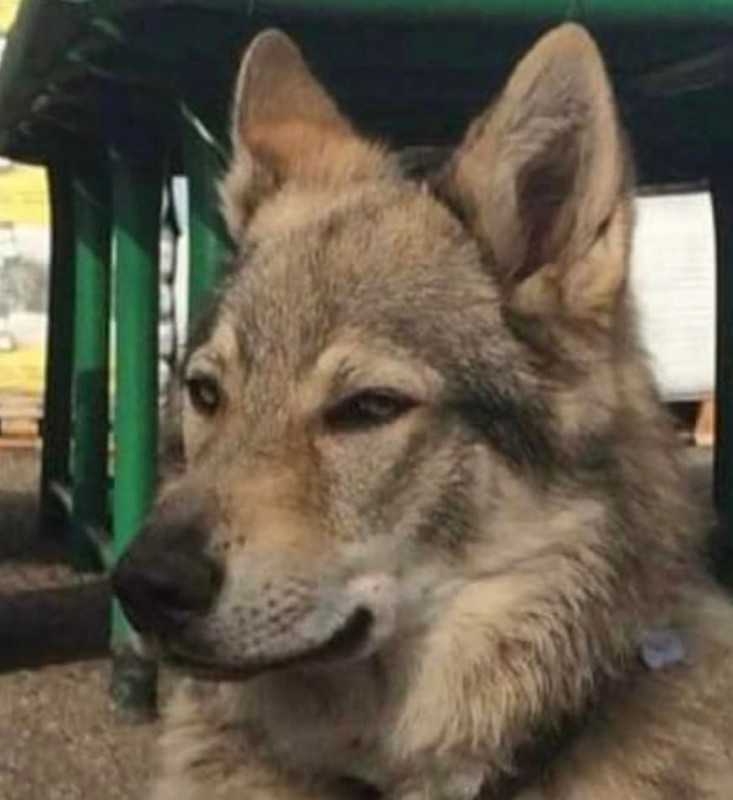 Dog Photo