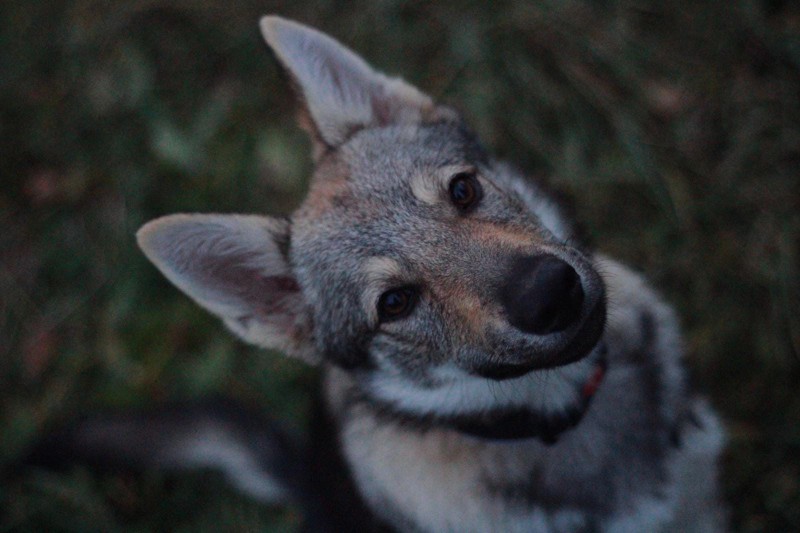 Dog Photo