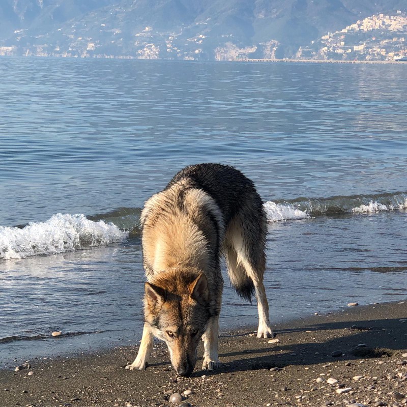 Dog Photo