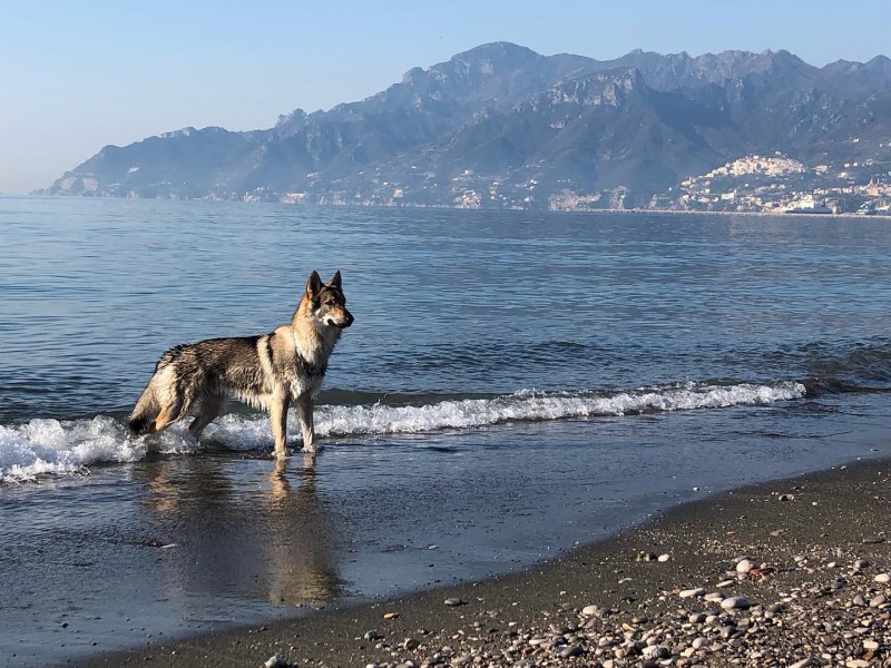 Dog Photo