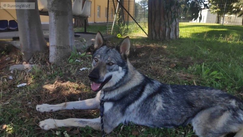 Dog Photo